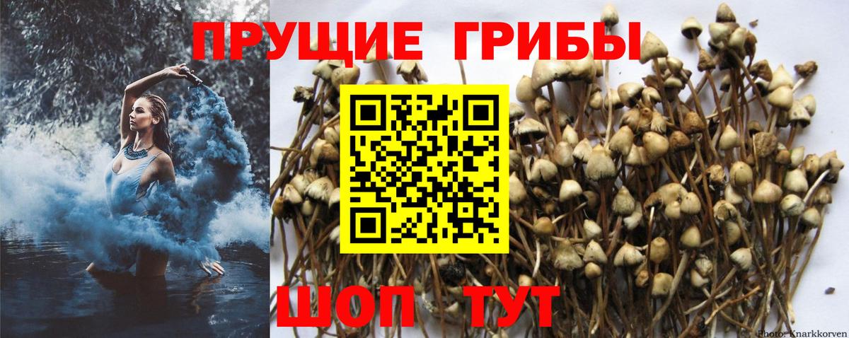 Псилоцибиновые грибы GOLDEN TEACHER  Вход с VPN  Кинель  Галлюциногенные грибы мицелий 